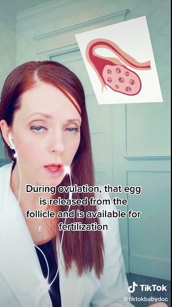 Understanding the Corpus Luteum in Pregnancy