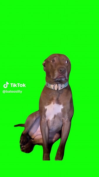 Hilarious SUSPICIOUS DOG Meme Compilation