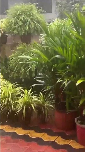 Cozy Rain View from My Home | Relaxing Nature Sounds & Plants 🌿