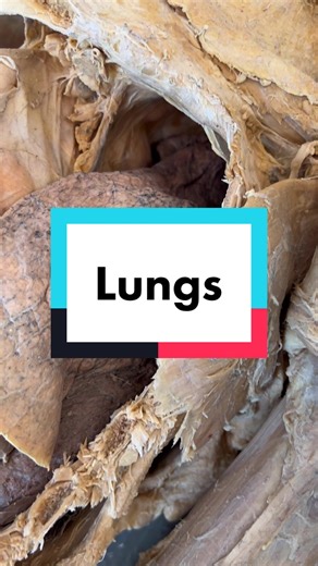 Female Lungs Anatomy: Understanding the Science Behind Lung Function