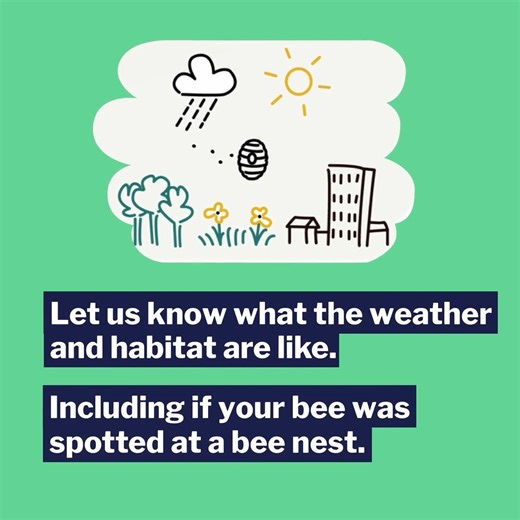 Spring has sprung and summer's soon come! It's time to help our bees, by counting them... Here's a quick re-cap of how to use the #GreatBritishBeeCount app, which you can download here: https://friendsoftheearth.uk/bee-count Have you already started spotting..? | Friends of the Earth