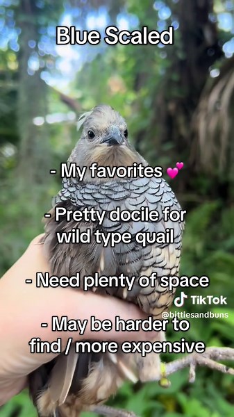 Common Quail Species Recommendations for Beginners