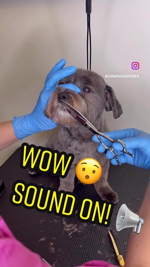 Shih Poo Grooming Tips and Tricks