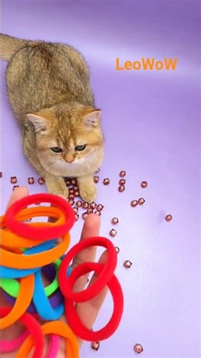 ASMR Kitten & Rainbow Beads Reverse Magic 🌈 #shorts #cat #relaxing