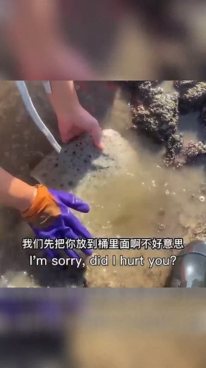 入海口一堆多宝鱼，海鳗八爪鱼爆桶啦There is a pile of turbot at the mouth of the sea, and the moray eel and octopus are exploding #赶海小章 #seafood #海鮮 #beachcombing | 赶海小章
