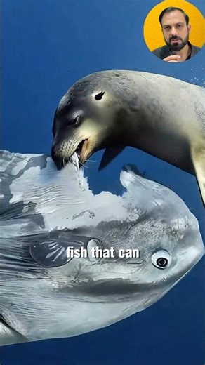 The weirdest fish | ocean sunfish #shorts