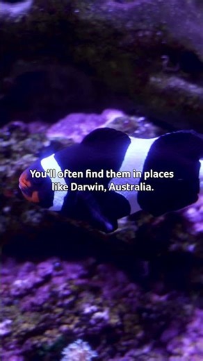 Why some clownfish are black vs. orange