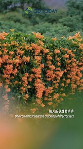 #Qingyuan | In 🌸springtime🌸 Lingnan, 🧨firecracker vines cascade down the walls like a flowing 🍊orange waterfall💦. On gently swaying 🍊tangerine blooms, spring is running wild! 🌿 One can almost hear the crackling of 🧨firecrackers, knocking on the doors of the future 🚪✨. https://www.newsgd.com/node_bd7b95318a/8037232763.shtml #ChinaTravel #SpringVibes #LingnanScenery #NatureBeauty | The South