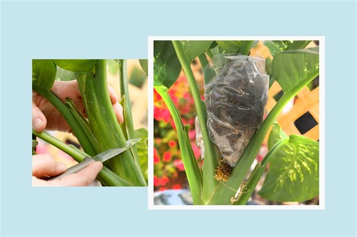 Air Layering Is an Easy Way to Multiply Houseplants—Here’s How