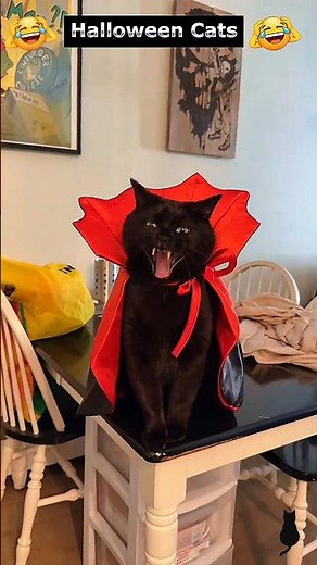 Halloween Cats Spooky & Funny Moments 🎃🐱 #shorts #halloween2025