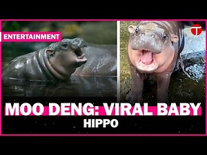 Who is Moo Deng? Meet the adorable baby hippo taking the internet by storm
