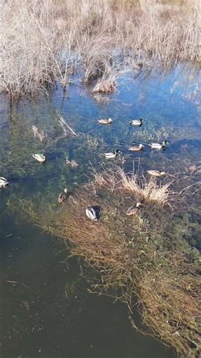 Scouting for ducks using a drone 🦆 #waterfowl #wildlife #wildlifephotography #ducks #nature #drone