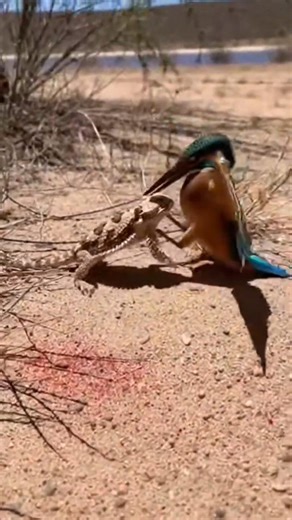 പ്രകൃതിയിലെ അതിജീവന പോരാട്ടങ്ങൾ: ഭീകര പ്രതിരോധവും ആക്രമണവും! 🦎🐊