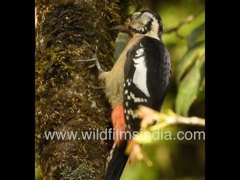 Himalayan woodpecker forages on mossy tree trunk in forest