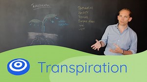 Transpiration - GCSE science, Biology (9-1)