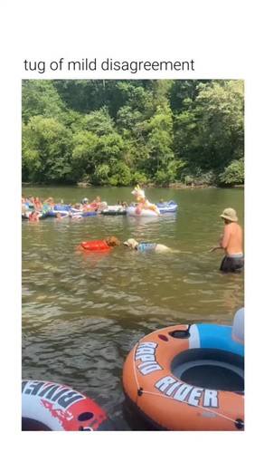 Rough Humor on Instagram: "This video depicts a common dog behavioral interaction occurring in a river setting. The Subject Two Golden Retrievers wearing buoyancy aids are engaged in a competitive gripping exercise while swimming. They are surrounded by human observers on inflatable rafts in a slow-moving aquatic environment. The Mechanism This behavior is known as a "tug-of-war" response, where two animals apply opposing force to a shared object. The dogs utilize their jaw strength and core sta