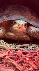 Ever notice that the Forsten’s Tortoise always looks a little…grumpy? This endangered species is one of 850 turtles representing 25 species at our Turtle Survival Center (TSC). Its uniquely shaped beak gives it an endearing forever frown. Aside from its expressive disapproval, this tortoise boasts a long, low carapace (shell), smattered with black splotches. This species faces rapid decline due to its limited range and the pet trade. While it currently does not have protected status in Indonesia
