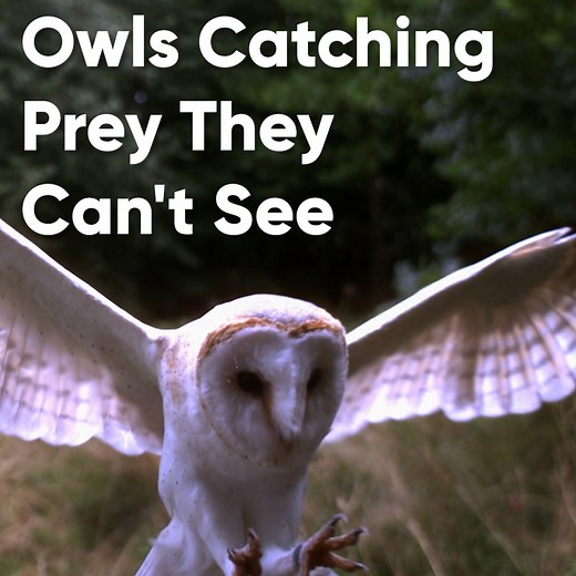 44K views · 1.1K reactions | It's remarkable how owls can use their hearing to catch prey! 黎 | Discovery Channel UK | Facebook