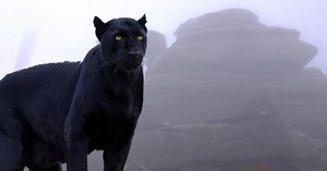 Map shows every big cat sighting in Devon and Cornwall since 2011