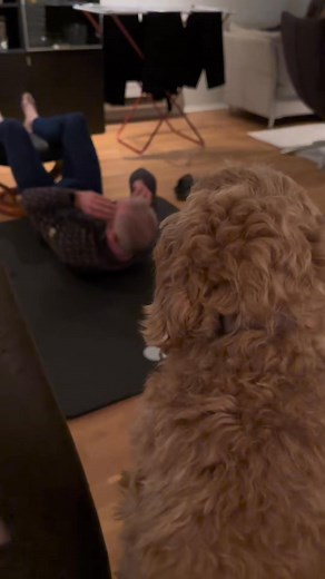 Every single time…🙈 #dog #cockapoo | viljacockapoo