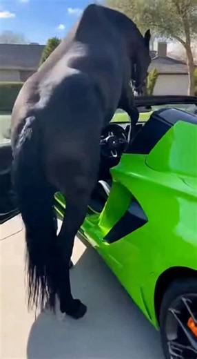Horse takes a giant poop in his owner's car! #ai #funny #short