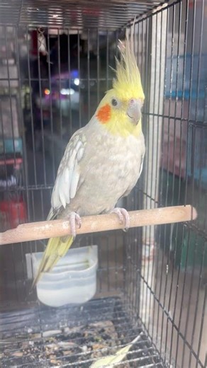 #cockatiel #birds #cockatielbird #cockatielsinging #cockatielsound #parrot #pets #ytshorts #shorts