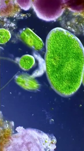 Serenity Under the Lens #microscope #sereneview #relaxingnature