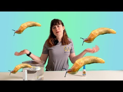 You’ll Never Guess How Slug Slime Led to the Creation of Surgical Glue