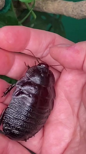 My Cute Roach Pets: Unique Australian Insects
