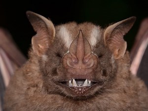 Rabid Bat Found At San Diego Zoo Safari Park, Officials Issue Warning