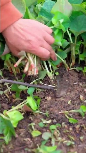 the process of cutting a plant using sharp cutters