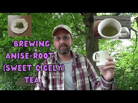 Brewing Anise-Root (Sweet Cicely) Tea