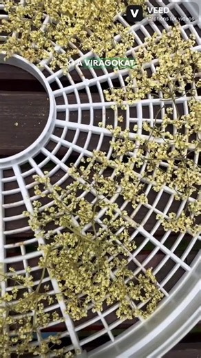 A bodza nemcsak szörpnek való! 🌿 Nézd meg videónkban, hogyan készíthetsz belőle finom, illatos és természetes kincseket otthon. Teától a testápolóig – mutatjuk a legjobb tippeket a bodzavirág sokoldalú felhasználásához! #bodza #bodzavirág #bodzaszörp #természeteskonyha #házipraktikák #zerohero #zöldötlet #fenntarthatókonyha #vadontermőkincsek #hazaitermészetesen #kreatívkonyha #zöldbolt | Zöldbolt