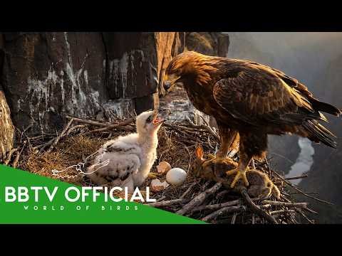 Golden Eagle: 99 Days From Egg to Survivor