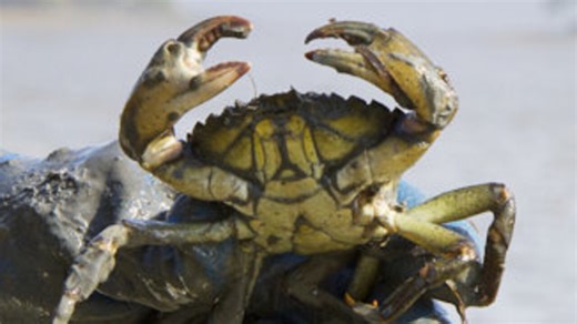 Scientists warn about ‘Edward Scissorhands’ of crabs