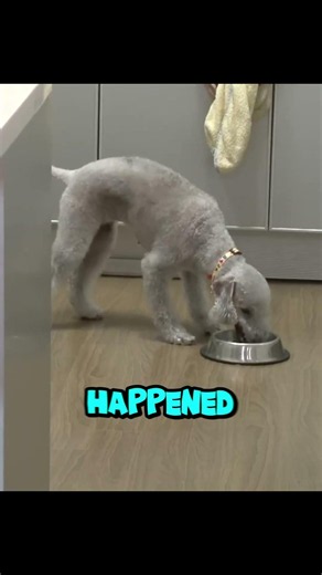 This Is Why This Behave Dog Won't Stop Being Agressive #dogs #shorts