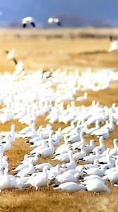 275K views · 7K reactions | Random Thoughts That Will Make You Laugh #random #showerthoughts #randomthought | Rare Viral Facts | Facebook