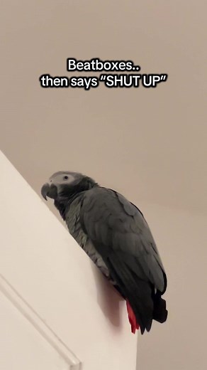 Funny African Grey Parrot Says 'Shut Up'
