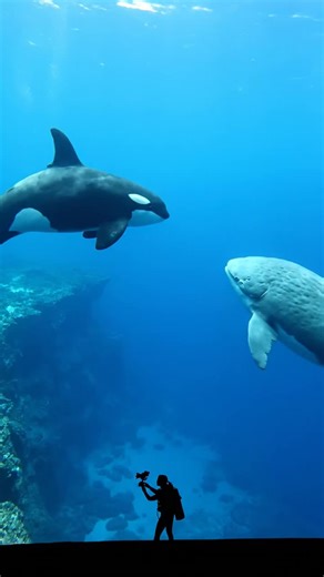 A massive orca and enormous ocean sunfish face off in the deep blue sea in this incredible underwater encounter. Watch as these ocean giants circle each other in a tense territorial standoff above the abyss!