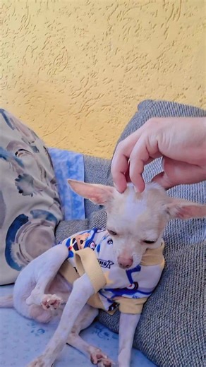 jorge montiel on TikTok