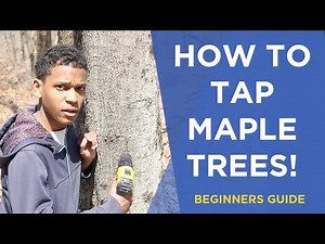 How To Do Maple Tapping For Syrup l At Home Kit To Harvest The Sap And Water