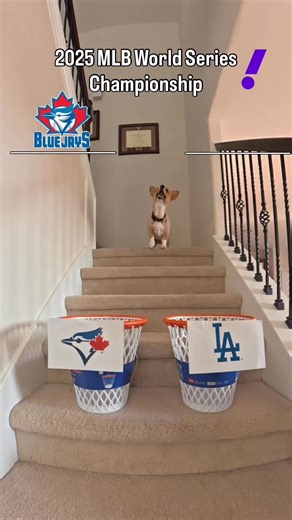 Blue Jays or Dodgers? Air Corgi predicts the World Series winner 👀🏆 | Yahoo Sports