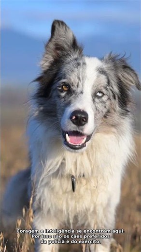 The Most Intelligent Dog Breeds 🐶🧠 #shorts