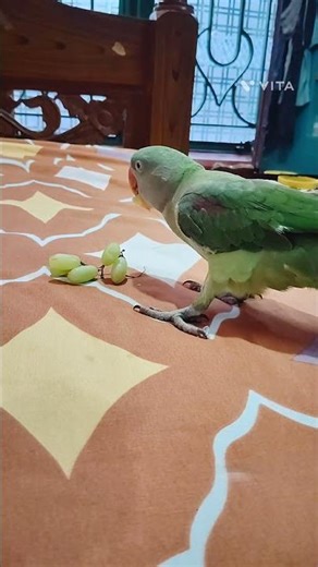 This Parrot Speaks Better Than Humans 😱