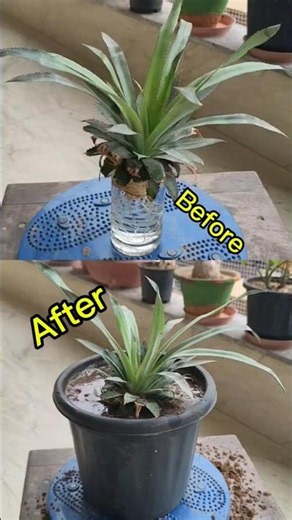 Grow a Pineapple Plant from Its Top 🍍🌱