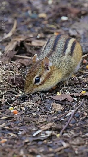 Foraging - Eastern Chipmunk (Tamias striatus) :: Animal Behavior