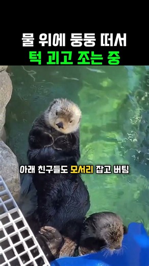 물 위에 둥둥 떠서 턱 괴고 조는 중 #해달 #수족관 #귀여운동물 #힐링 #동물영상