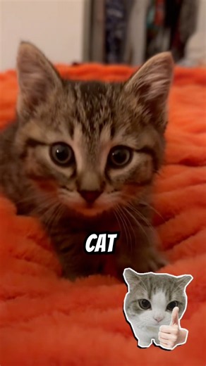 Why Do Cats Suddenly Go CRAZY? 😹