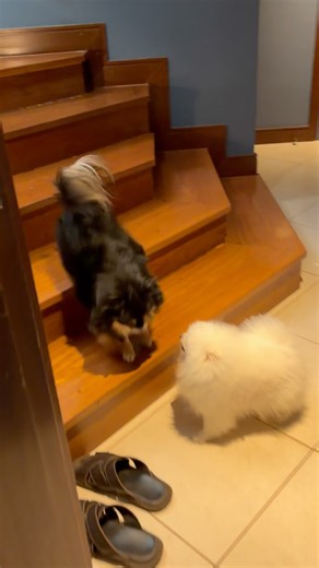 Lulu Pomerania dog song cat song cute dog puppy dog songs cat songs cats songs music funny dogs pets