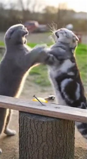 Funny Construction Site Cat Scuffle with Hard Hats